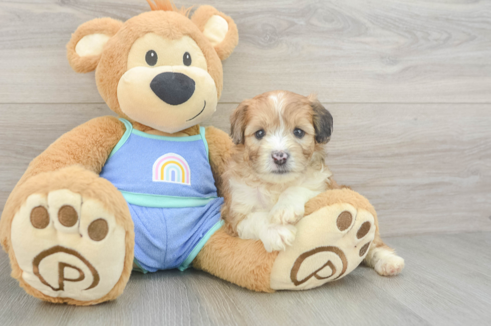 5 week old Mini Aussiedoodle Puppy For Sale - Seaside Pups