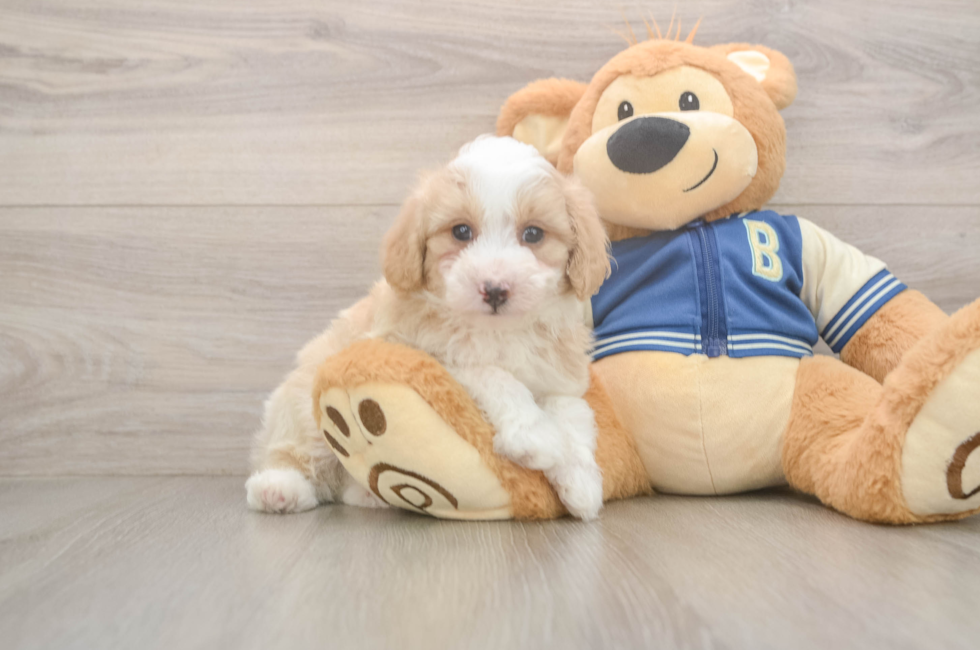 5 week old Mini Aussiedoodle Puppy For Sale - Seaside Pups