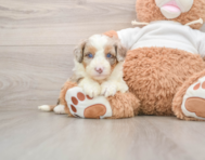 5 week old Mini Aussiedoodle Puppy For Sale - Seaside Pups