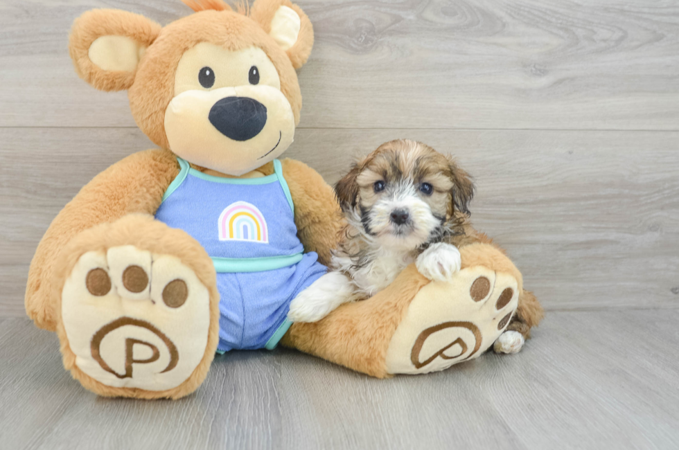 6 week old Mini Aussiedoodle Puppy For Sale - Seaside Pups