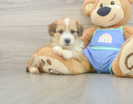 8 week old Mini Aussiedoodle Puppy For Sale - Seaside Pups