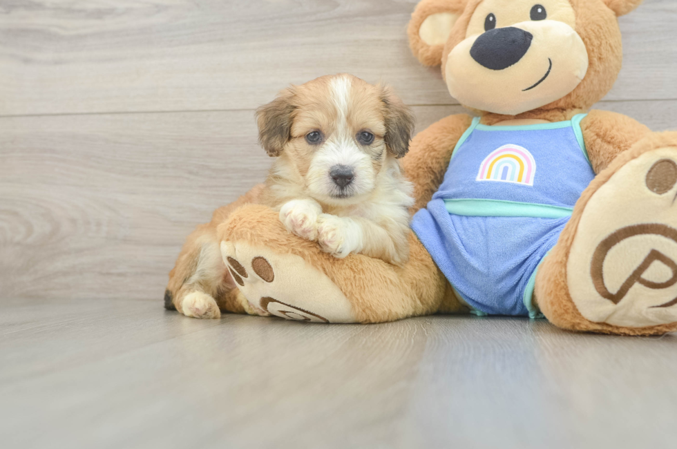 5 week old Mini Aussiedoodle Puppy For Sale - Seaside Pups