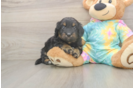 Petite Mini Aussiedoodle Poodle Mix Pup