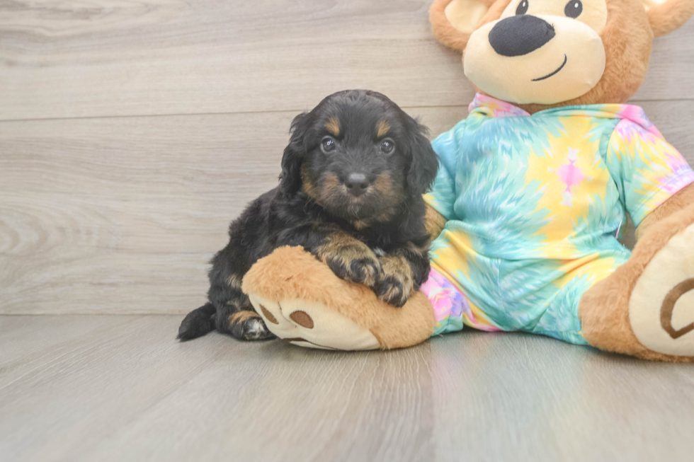 Petite Mini Aussiedoodle Poodle Mix Pup