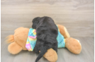 Smart Mini Aussiedoodle Poodle Mix Pup