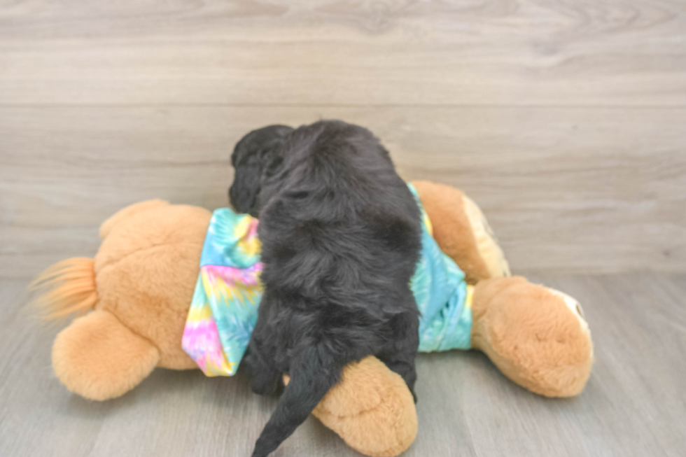 Smart Mini Aussiedoodle Poodle Mix Pup