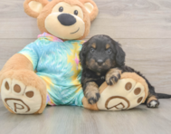 8 week old Mini Aussiedoodle Puppy For Sale - Seaside Pups