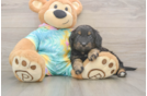 Mini Aussiedoodle Pup Being Cute