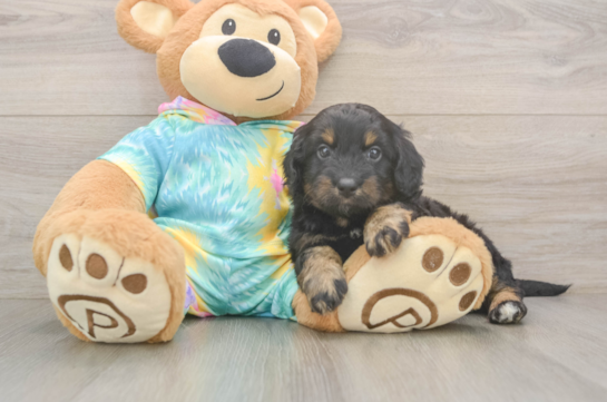 Mini Aussiedoodle Pup Being Cute