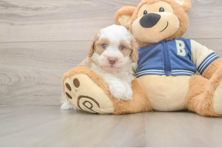 Mini Aussiedoodle Pup Being Cute