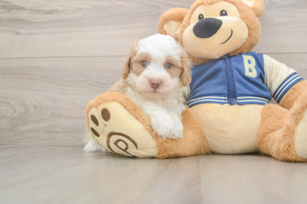 5 week old Mini Aussiedoodle Puppy For Sale - Seaside Pups