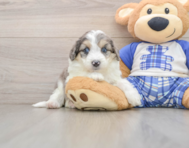 8 week old Mini Aussiedoodle Puppy For Sale - Seaside Pups