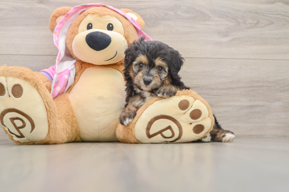 Sweet Mini Aussiedoodle Baby