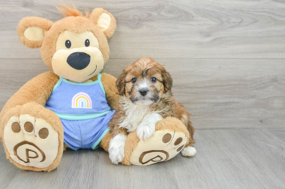 6 week old Mini Aussiedoodle Puppy For Sale - Seaside Pups