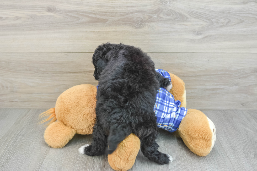 Adorable Mini Australian Shepherd X Poodle Mix Poodle Mix Puppy