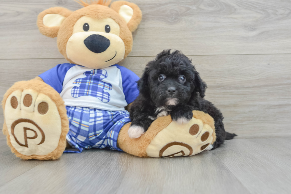 Mini Aussiedoodle Pup Being Cute