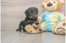 Mini Aussiedoodle Puppy for Adoption