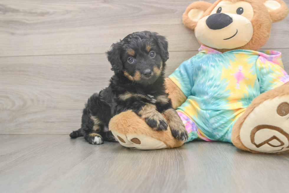 Mini Aussiedoodle Puppy for Adoption