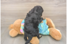 Fluffy Mini Aussiedoodle Poodle Mix Pup