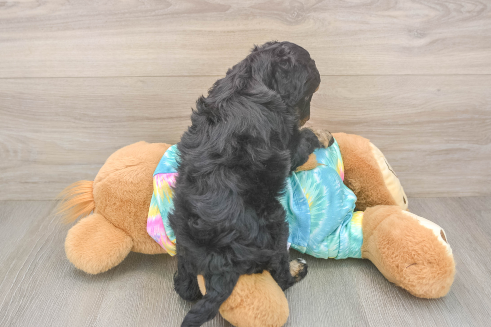 Fluffy Mini Aussiedoodle Poodle Mix Pup