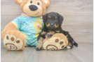 Petite Mini Aussiedoodle Poodle Mix Pup