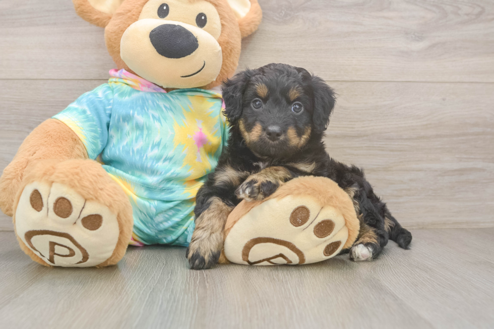 Petite Mini Aussiedoodle Poodle Mix Pup