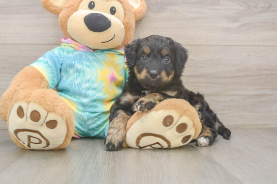 Petite Mini Aussiedoodle Poodle Mix Pup