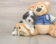 8 week old Mini Aussiedoodle Puppy For Sale - Seaside Pups
