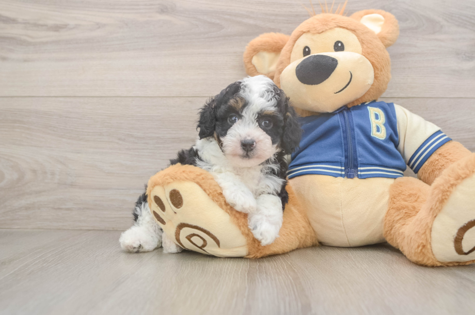 5 week old Mini Aussiedoodle Puppy For Sale - Seaside Pups