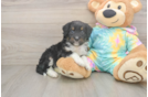 Friendly Mini Aussiedoodle Baby