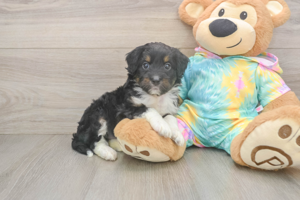 Friendly Mini Aussiedoodle Baby