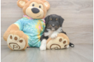 Best Mini Aussiedoodle Baby