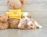 7 week old Mini Aussiedoodle Puppy For Sale - Seaside Pups