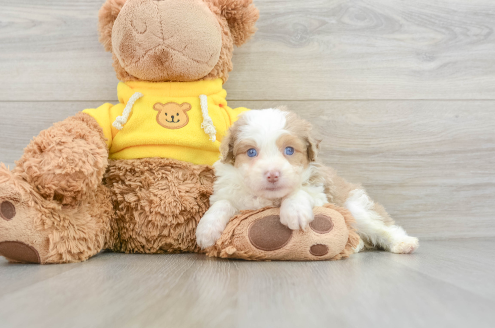 7 week old Mini Aussiedoodle Puppy For Sale - Seaside Pups