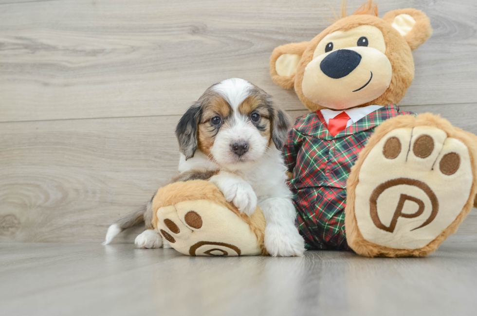 5 week old Mini Aussiedoodle Puppy For Sale - Seaside Pups