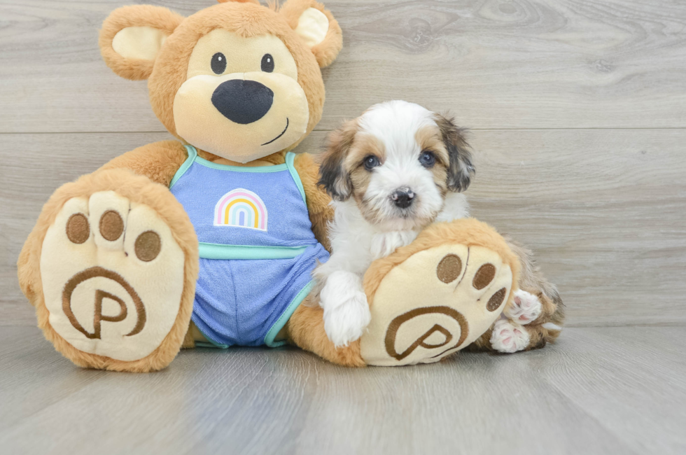 6 week old Mini Aussiedoodle Puppy For Sale - Seaside Pups