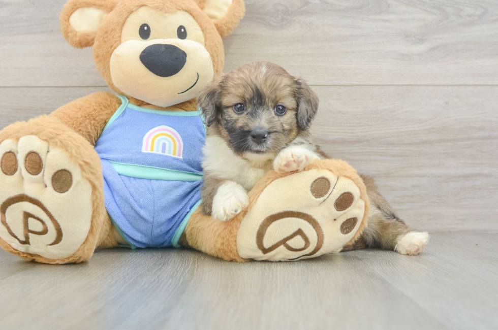 5 week old Mini Aussiedoodle Puppy For Sale - Seaside Pups