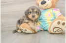 Mini Aussiedoodle Puppy for Adoption