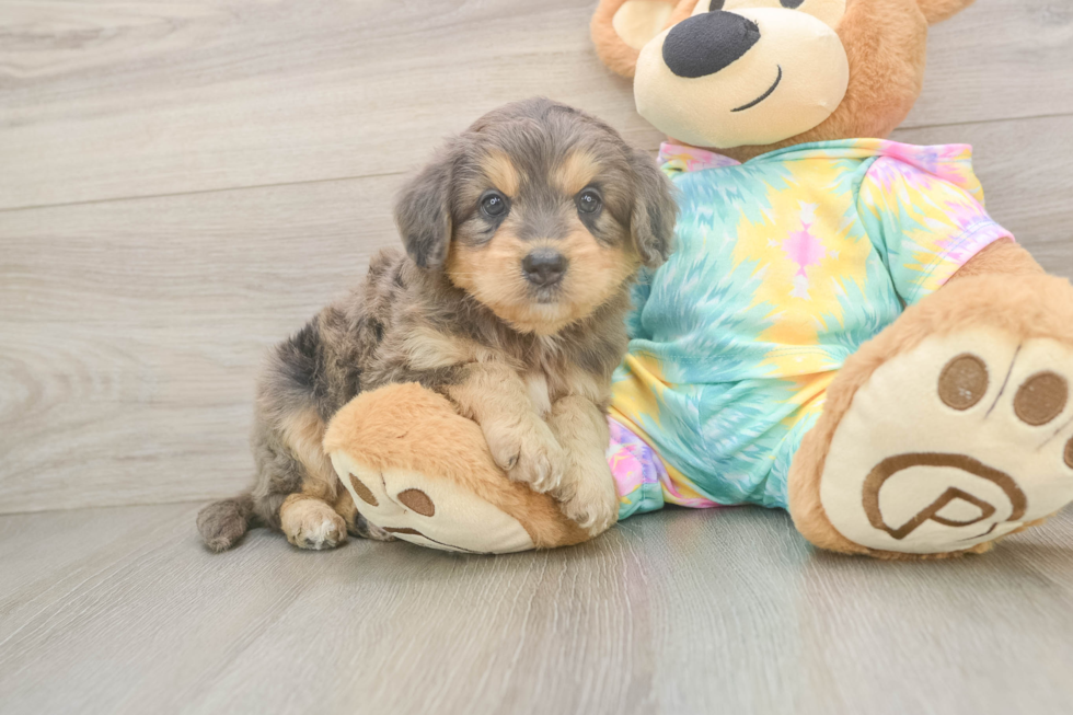 Mini Aussiedoodle Puppy for Adoption
