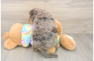 Mini Aussiedoodle Puppy for Adoption