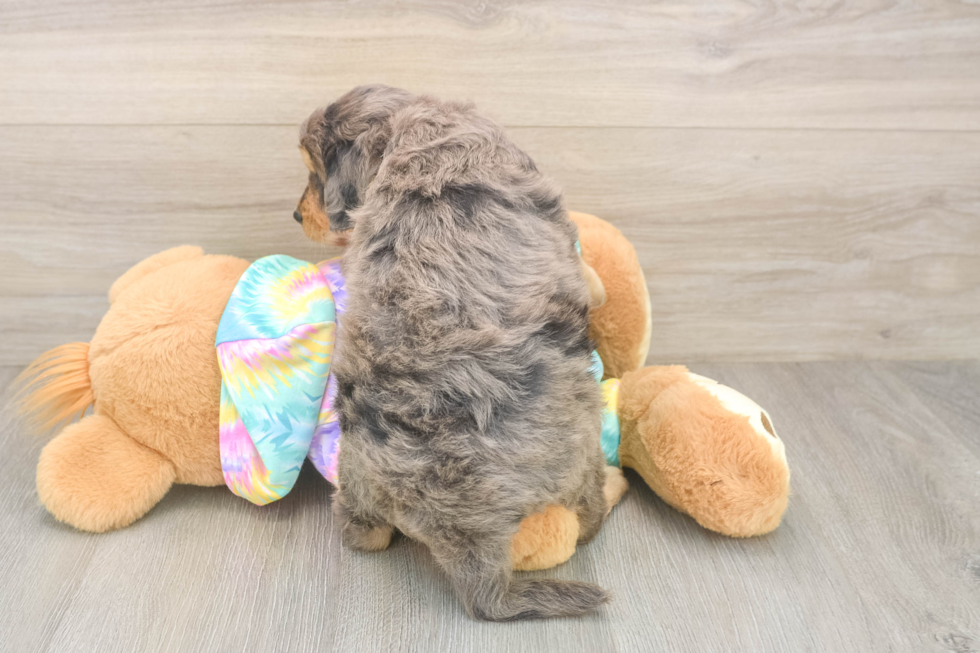 Mini Aussiedoodle Puppy for Adoption