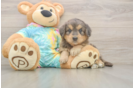 Best Mini Aussiedoodle Baby