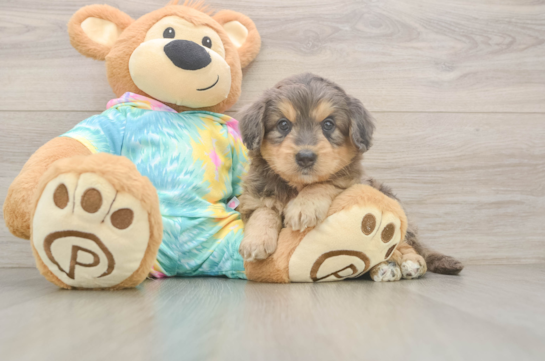 Best Mini Aussiedoodle Baby