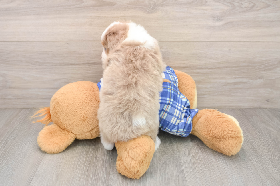 Playful Mini Aussiepoodle Poodle Mix Puppy