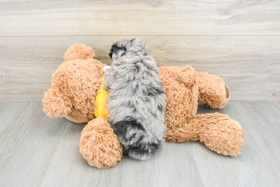 Sweet Mini Aussiedoodle Baby