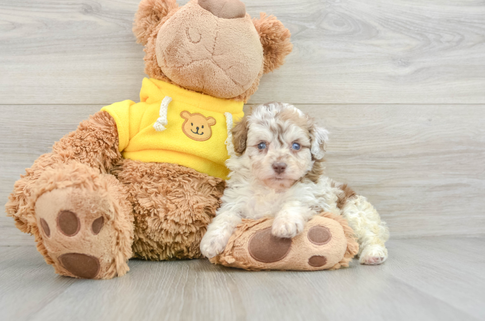 7 week old Mini Aussiedoodle Puppy For Sale - Seaside Pups