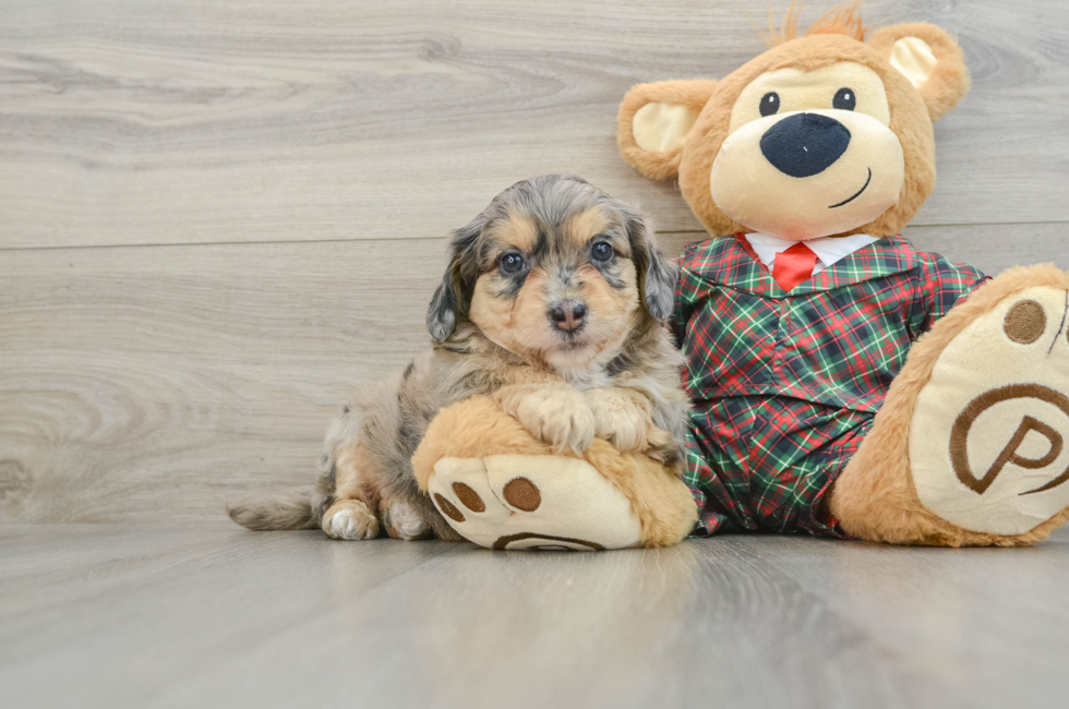 5 week old Mini Aussiedoodle Puppy For Sale - Seaside Pups