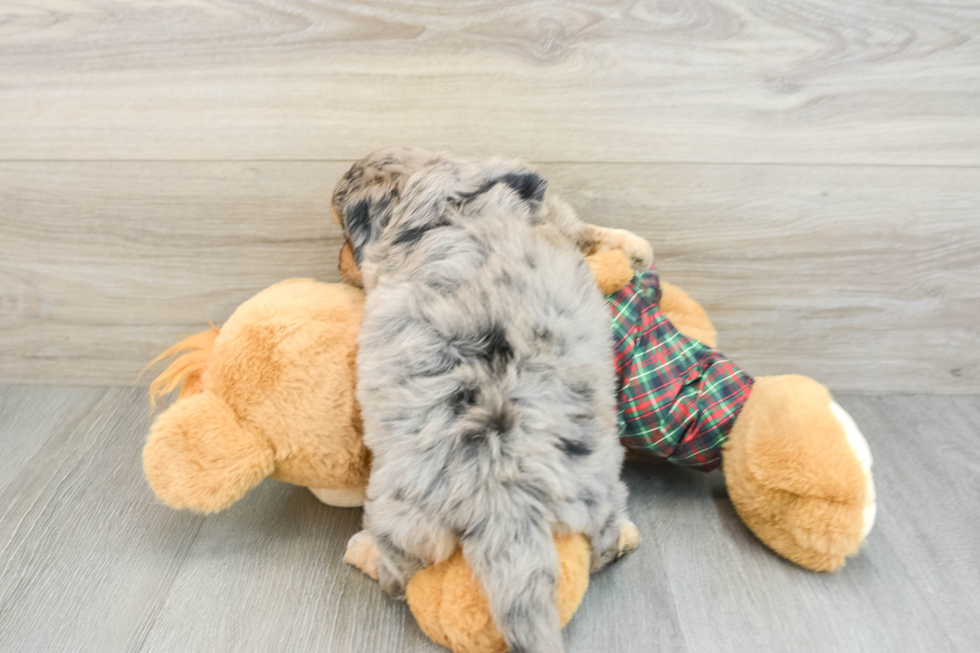 Adorable Mini Australian Shepherd X Poodle Mix Poodle Mix Puppy