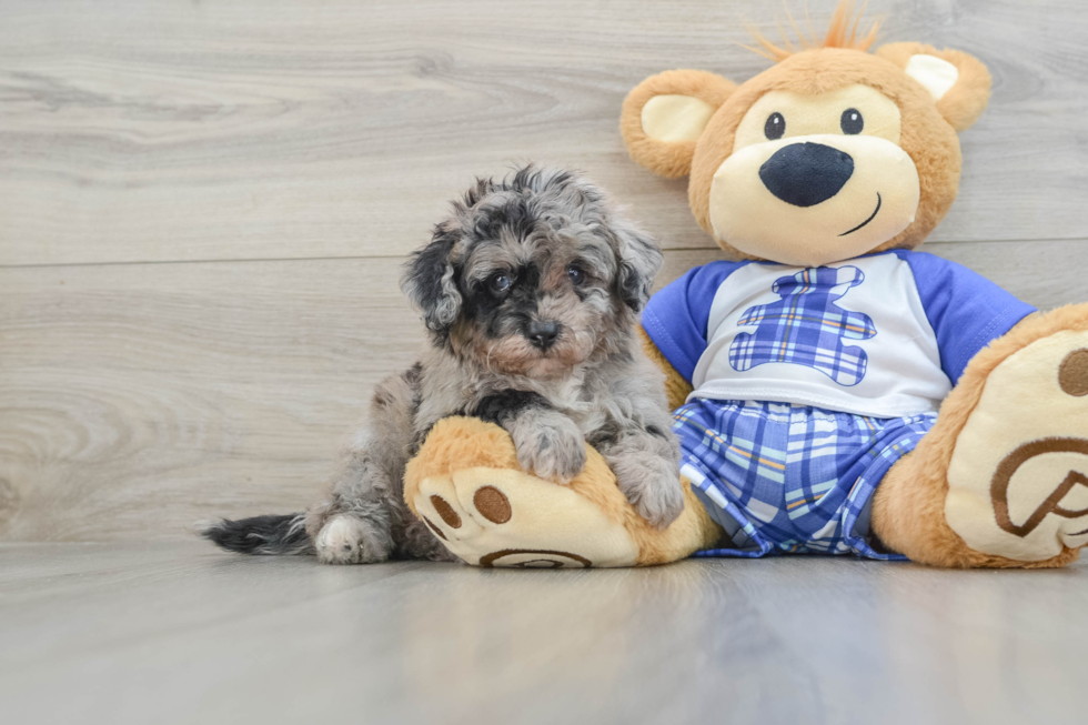 Mini Aussiedoodle Puppy for Adoption