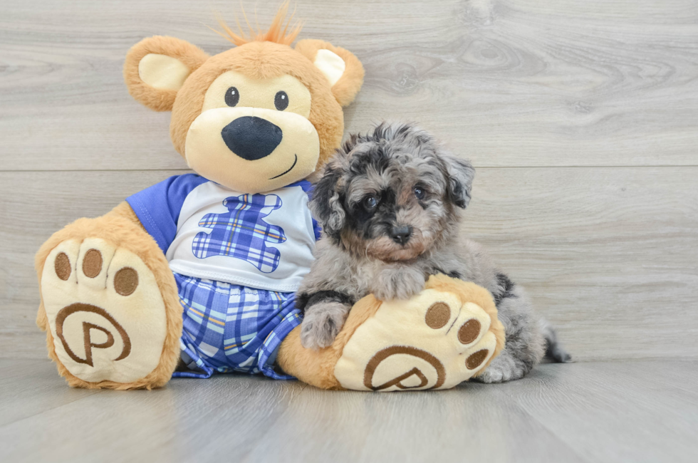 5 week old Mini Aussiedoodle Puppy For Sale - Seaside Pups